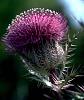 Click image for larger version

Name:	thistle.jpg
Views:	478
Size:	46.9 KB
ID:	287912