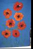 Click image for larger version

Name:	poppy DONE 1.JPG
Views:	1189
Size:	219.1 KB
ID:	295176