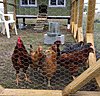Click image for larger version

Name:	chickens.jpg
Views:	2125
Size:	164.1 KB
ID:	337999