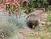 Click image for larger version

Name:	Echidna.jpg
Views:	2637
Size:	533.1 KB
ID:	368326