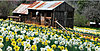 Click image for larger version

Name:	daffodil-hill-amador-county.jpg
Views:	974
Size:	180.1 KB
ID:	388020