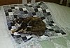 Click image for larger version

Name:	Callie on Quilt.jpg
Views:	102
Size:	61.5 KB
ID:	511866