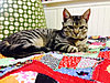 Click image for larger version

Name:	simon on quilt.jpg
Views:	1893
Size:	40.0 KB
ID:	581226