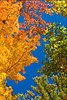 Click image for larger version

Name:	fall leaves1.jpg
Views:	1465
Size:	95.2 KB
ID:	589255