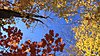 Click image for larger version

Name:	fall leaves 3.jpg
Views:	1484
Size:	182.9 KB
ID:	589256