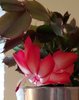 Click image for larger version

Name:	20181031 Christmas cactus bloom.bmp
Views:	1339
Size:	994.9 KB
ID:	603292