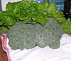 fresh-broccoli-lettuce-5-31.jpg