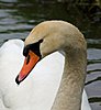 swan-close-up1.jpg