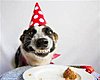 dog-grin-birthday.jpg